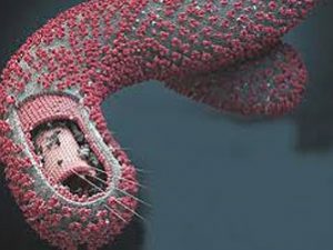 Ebola: linee guida e esercitazioni in toscana